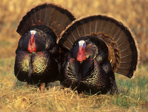 Strutting Turkeys